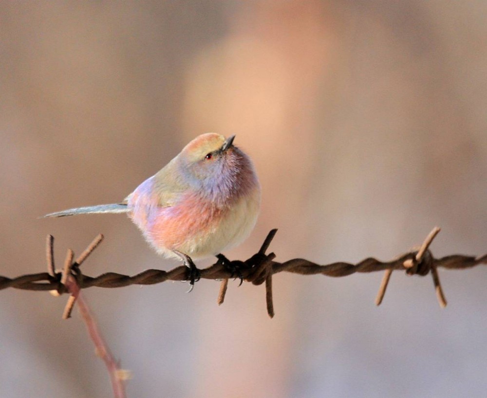 這個擁有超高顏值的「花彩雀鶯」，基本上一出現就輕易會引來大家的注目