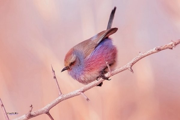 這次擁有超美毛色的「花彩雀鶯」也於Twitter受到瘋在洗版