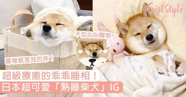 超級療癒的乖乖睡相！日本超可愛「熟睡柴犬」IG，淑女也是有張口睡的時候～
