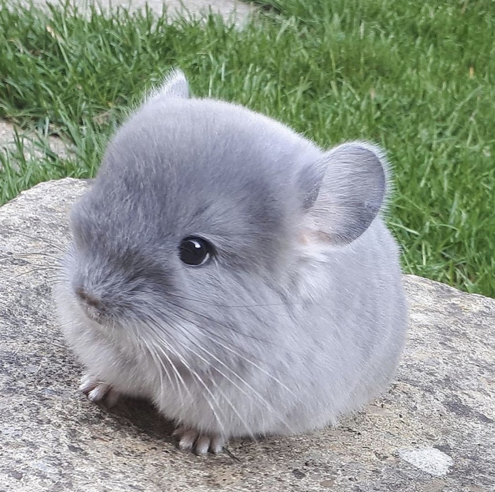 把「龍貓」教得好的話,基本上和狗狗的智慧差不多!