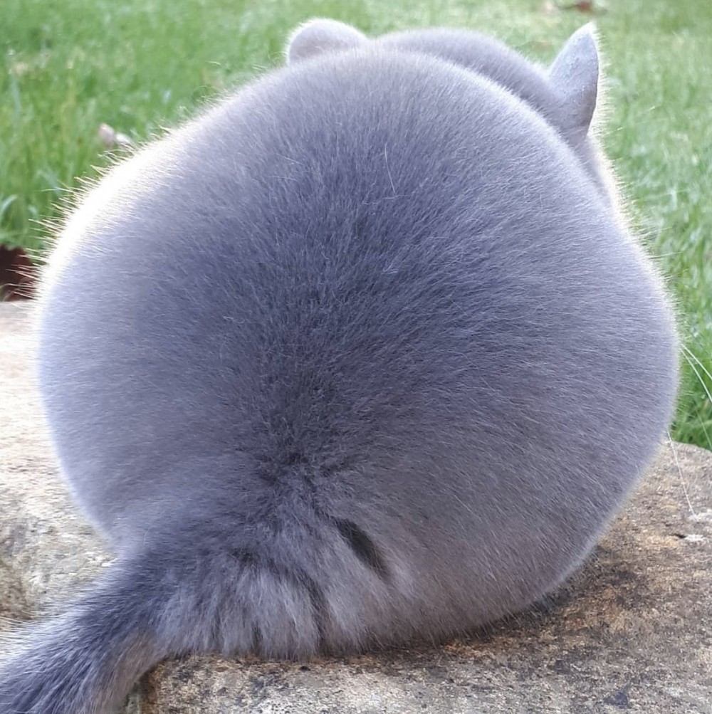 像個球一樣的身材讓人好想把牠們擁在懷裡