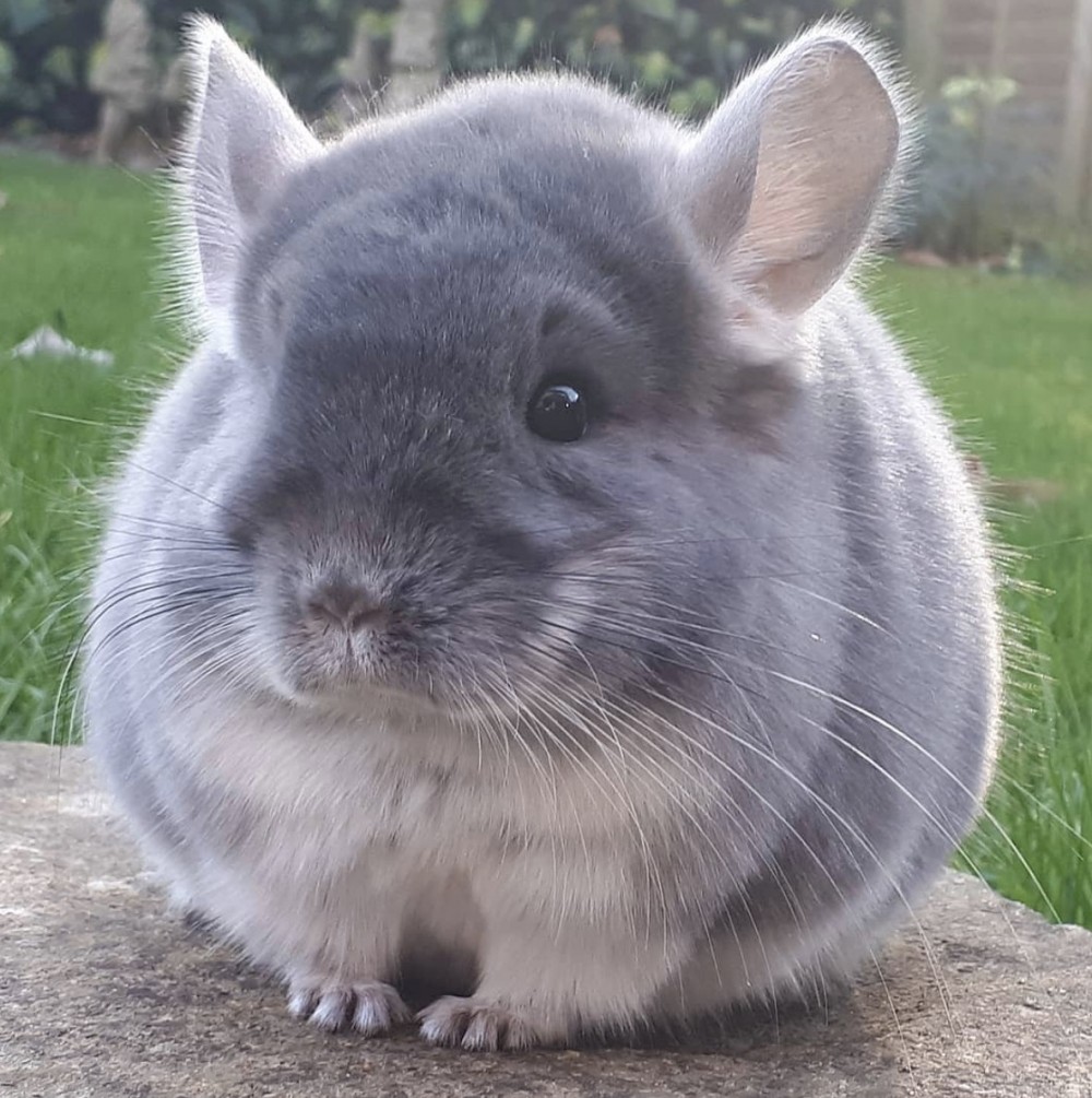 宮崎駿動畫中「龍貓」的原型