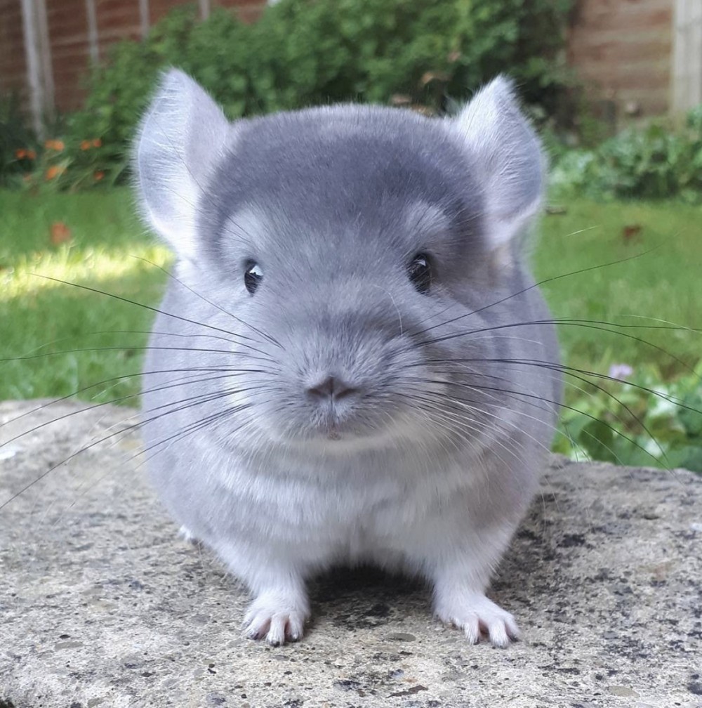 「龍貓」其實是一種很需要主人陪伴的小動物