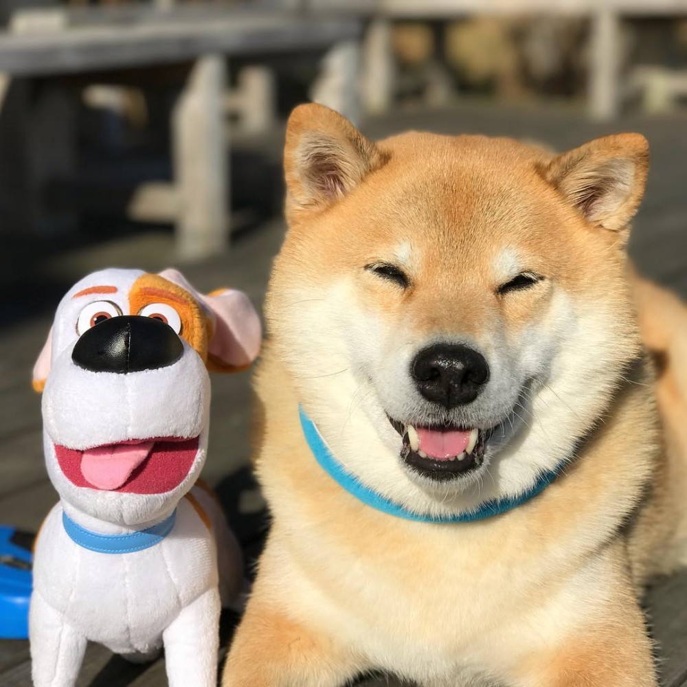 超級療癒的乖乖睡相！日本超可愛「熟睡柴犬」IG，淑女也是有張口睡的時候～