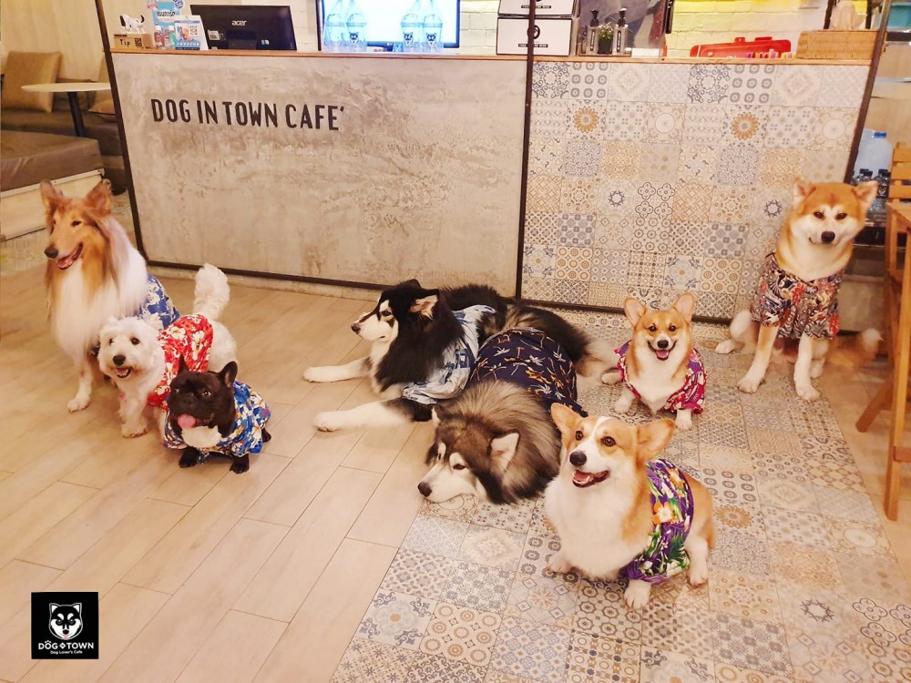 咖啡店裡有很多大型狗狗,好像是薩摩、哈士奇、大型貴婦狗等等,也有中型如柯基、柴犬、法鬥等等,這裡絕對是愛狗女生的天堂無誤。