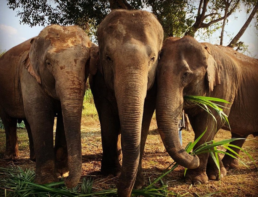 好的方式去看去看野生動物就是遠觀,以最不打擾的方式觀賞這群動物。