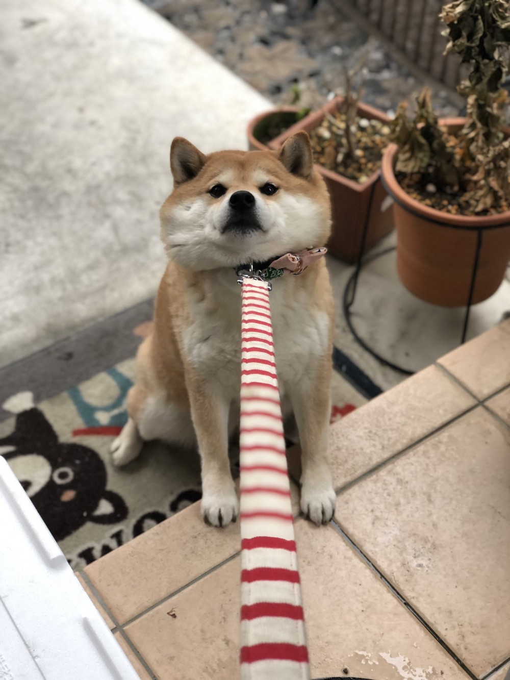 柴犬絕對是近年最受歡迎的狗狗之一