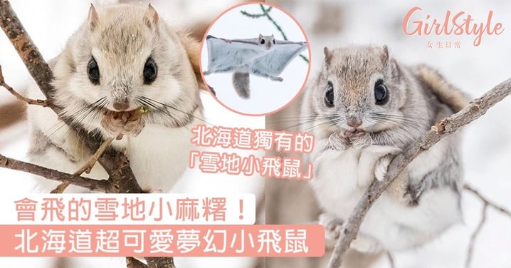 會飛的雪地小麻糬！北海道超可愛夢幻小飛鼠，北海道獨有的「雪地小飛鼠」～