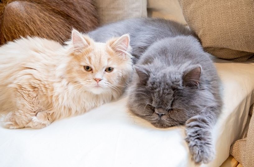 下次去東京時，不妨來這裡跟水豚君和貓貓們玩一個下午吧～