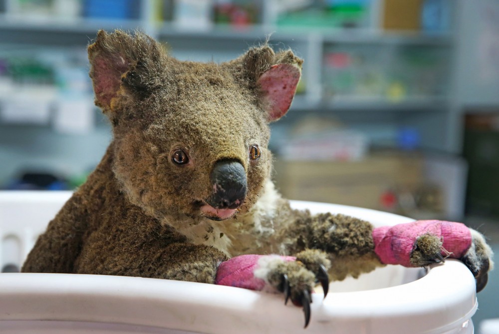 koala-hospital-5