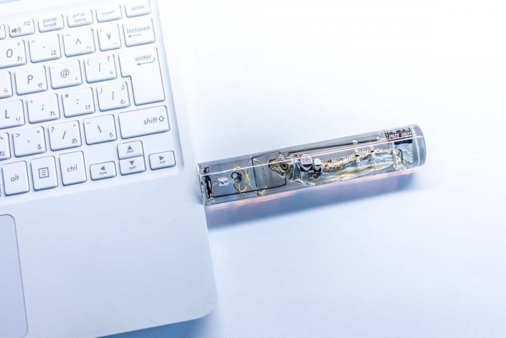 圓柱體的小魚乾USB