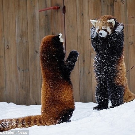 有時舉起手好像在跟你say hi或講byebye一樣,可憐的眼神和小表情都會讓你心融得一地,毛絨絨的小手好犯規!