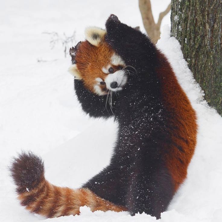 紅熊貓主要生活在高海拔森林棲息地,分佈在中國雲南、西藏、四川,印度,老撾,不丹,緬甸和尼泊爾的山區等地方