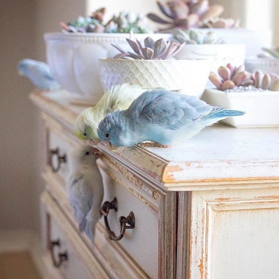 光是看照片,就感受到牠們可愛的互動超甜蜜,有機會可以一睹牠們真身就好了!