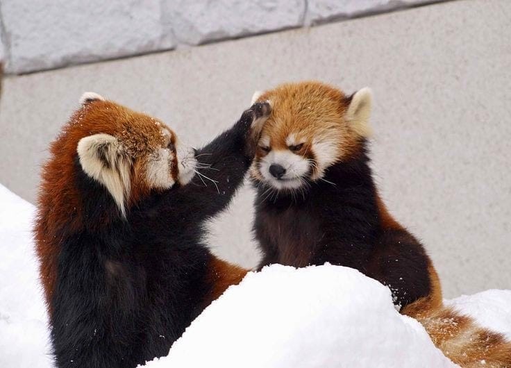 或者當牠們幾隻在一起打鬧時,光看著牠們已經覺得好治癒,一舉一動都好萌,還上演了軟萌版的摸頭殺。