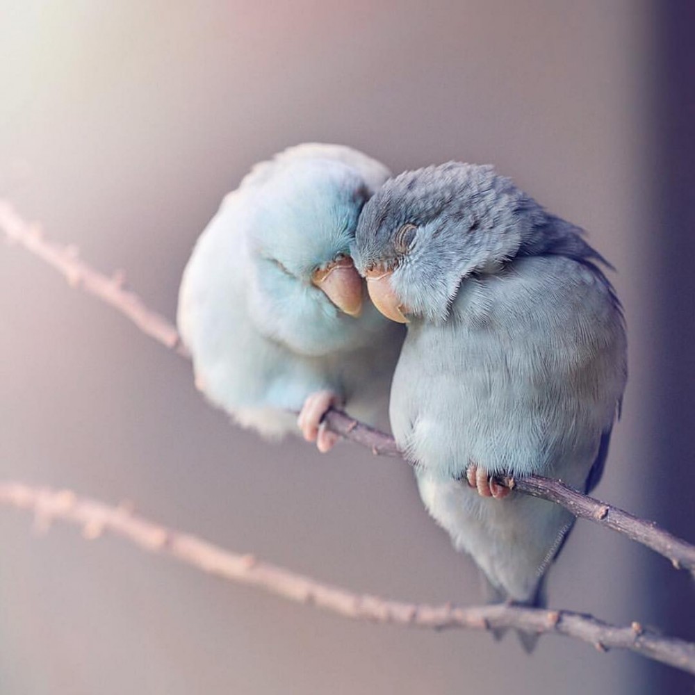 女攝影師 Rupa Sutton 於IG@Freya Ever After分享了4隻鸚鵡不同表情及互動的相片,在鏡頭下看到牠們都會互相擁抱