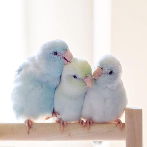 這次為大家介紹的就是4隻夢幻仙氣色系的「太平洋鸚鵡」,絕對是史上最仙的小鸚鵡,整個心都被融化了!