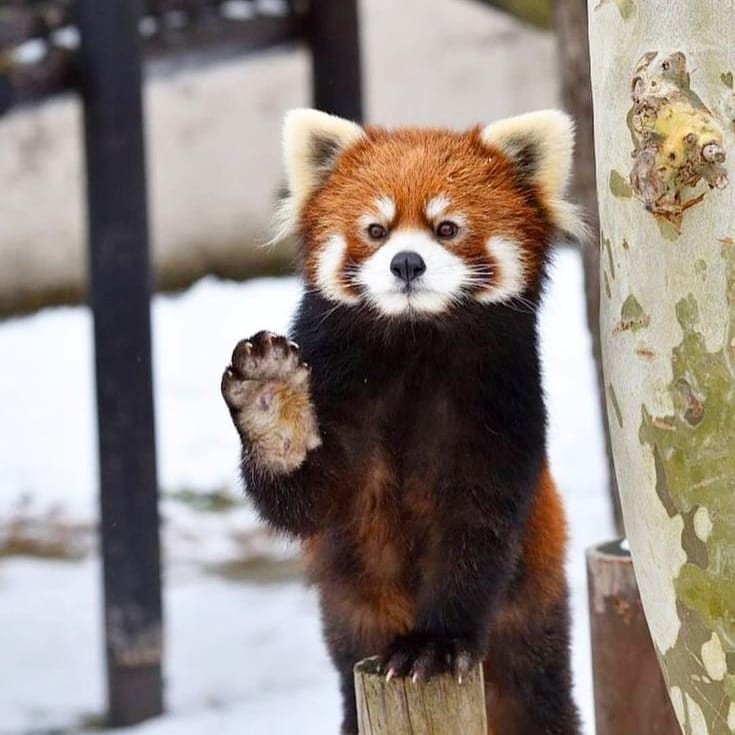 有時舉起手好像在跟你say hi或講byebye一樣,可憐的眼神和小表情都會讓你心融得一地,毛絨絨的小手好犯規!