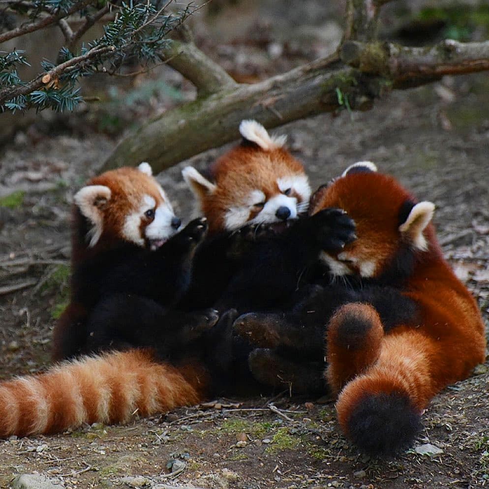 有網民替動物園的紅熊貓們開了一個ig@redpandasforolivia,已經秒成為粉絲的女生可以去follow啊!