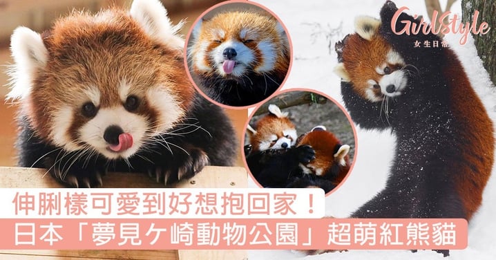 伸脷樣可愛到好想抱回家！日本「夢見ケ崎動物公園」超萌紅熊貓，一個表情已可融化你～