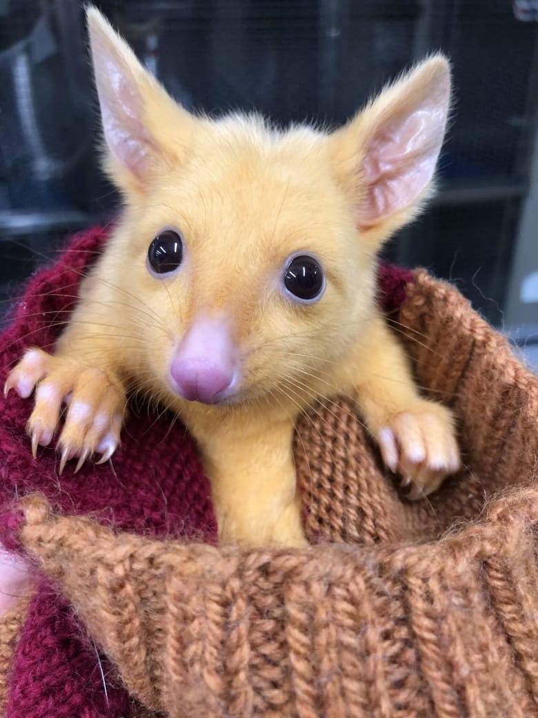 基因突變的金黃色袋貂(Common Brushtail Possum),原來暗褐色的毛髮因為缺乏黑色素
