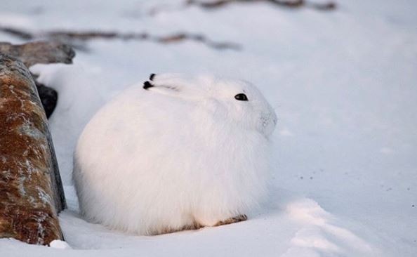 這副胖嘟嘟的模樣真的好可愛又治癒,牠們坐在雪地時,整隻兔仔直接變成圓形。