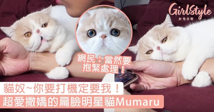 貓奴~你要打機定要我！超愛撒嬌的扁臉貓Mumaru，網民：當然要抱緊處理啊！