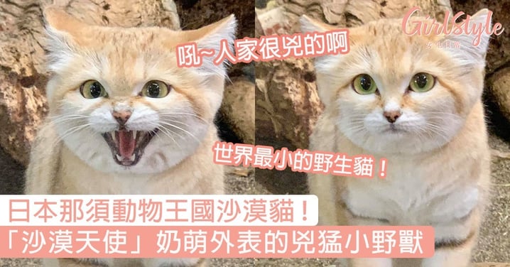 日本那須動物王國「沙漠天使」沙漠貓！最小的野生貓，軟萌外表的兇猛小野獸〜