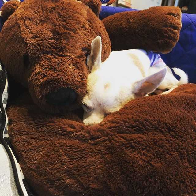 就連狗狗都要主動跑進它的懷裏，溫暖柔軟的毛質令狗狗當成了新的小窩居！