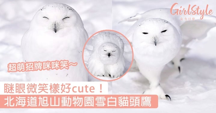 瞇眼微笑樣好cute！北海道旭山動物園雪白貓頭鷹，超萌招牌咪咪笑～