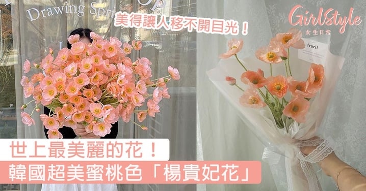 世上最美麗的花！韓國超美蜜桃色「楊貴妃花」，溫柔淡雅的氣質美得移不開目光！