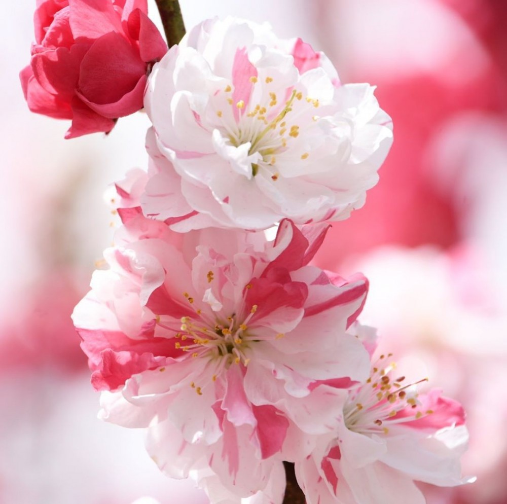 日本長野阿智村 月川温泉花桃の里 花瓣有桃紅色、白色和粉色