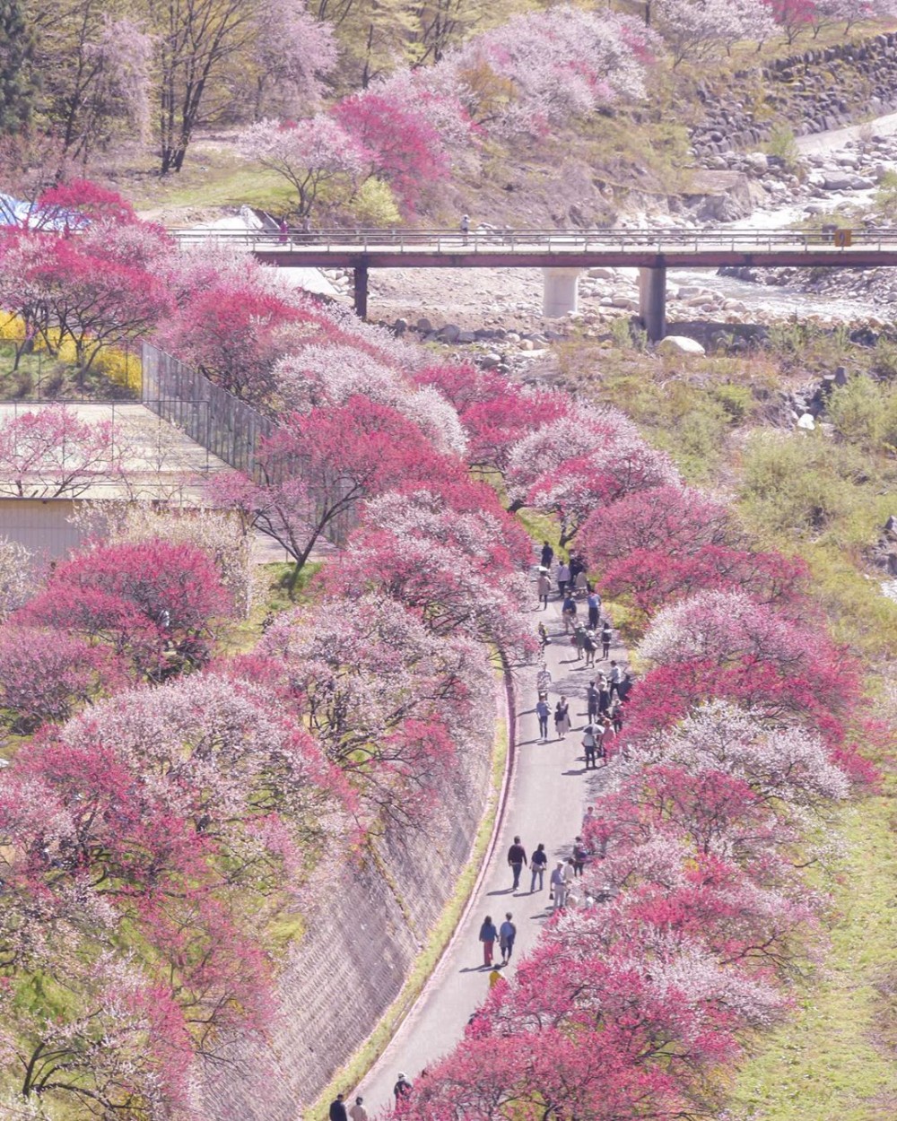 日本長野阿智村 月川温泉花桃の里
