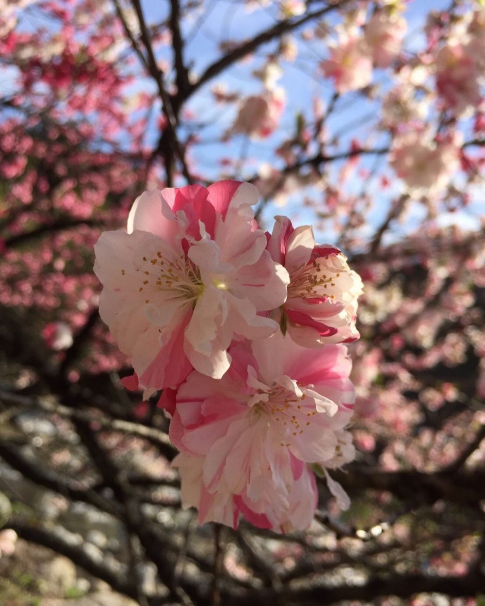 一顆花桃樹就能開出「三色花桃」