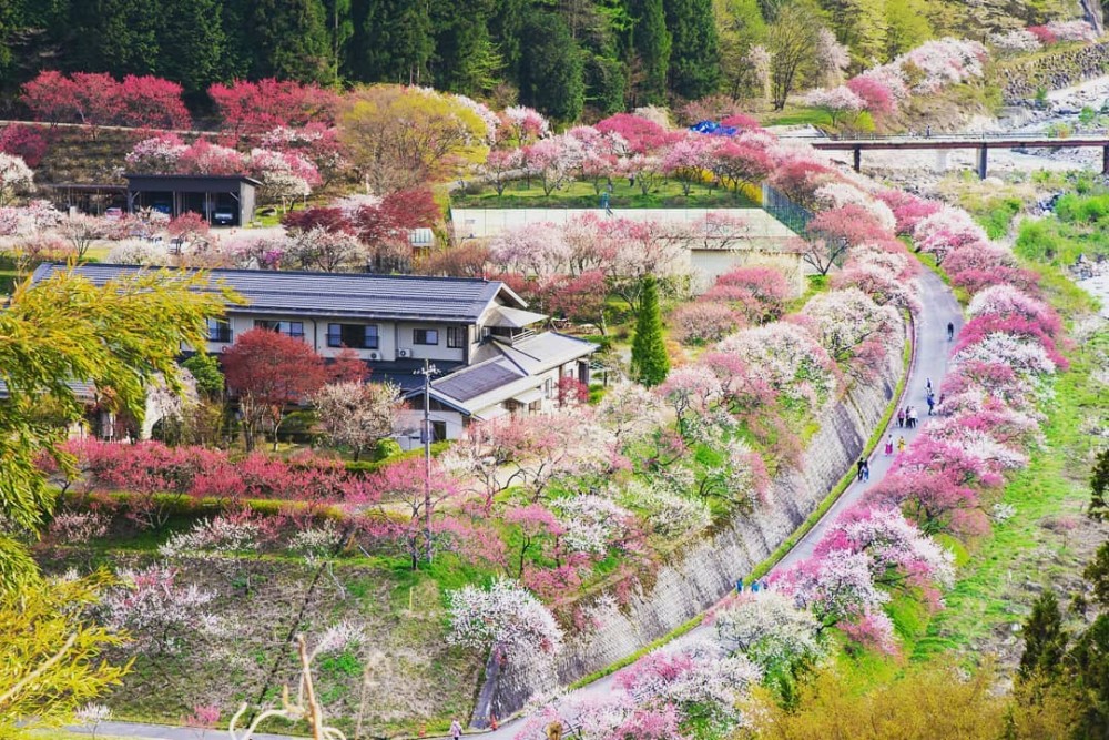日本長野阿智村「花桃の里」夢幻秘境賞十里桃花 一棵樹盛放三色桃花 GirlStyle 女生日常 日本長野阿智村「花桃の里」夢幻秘境賞十里桃花 一棵樹盛放三色桃花 GirlStyle 女生日常