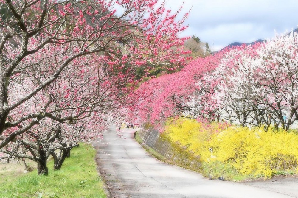 日本長野阿智村 花桃祭 三色花桃