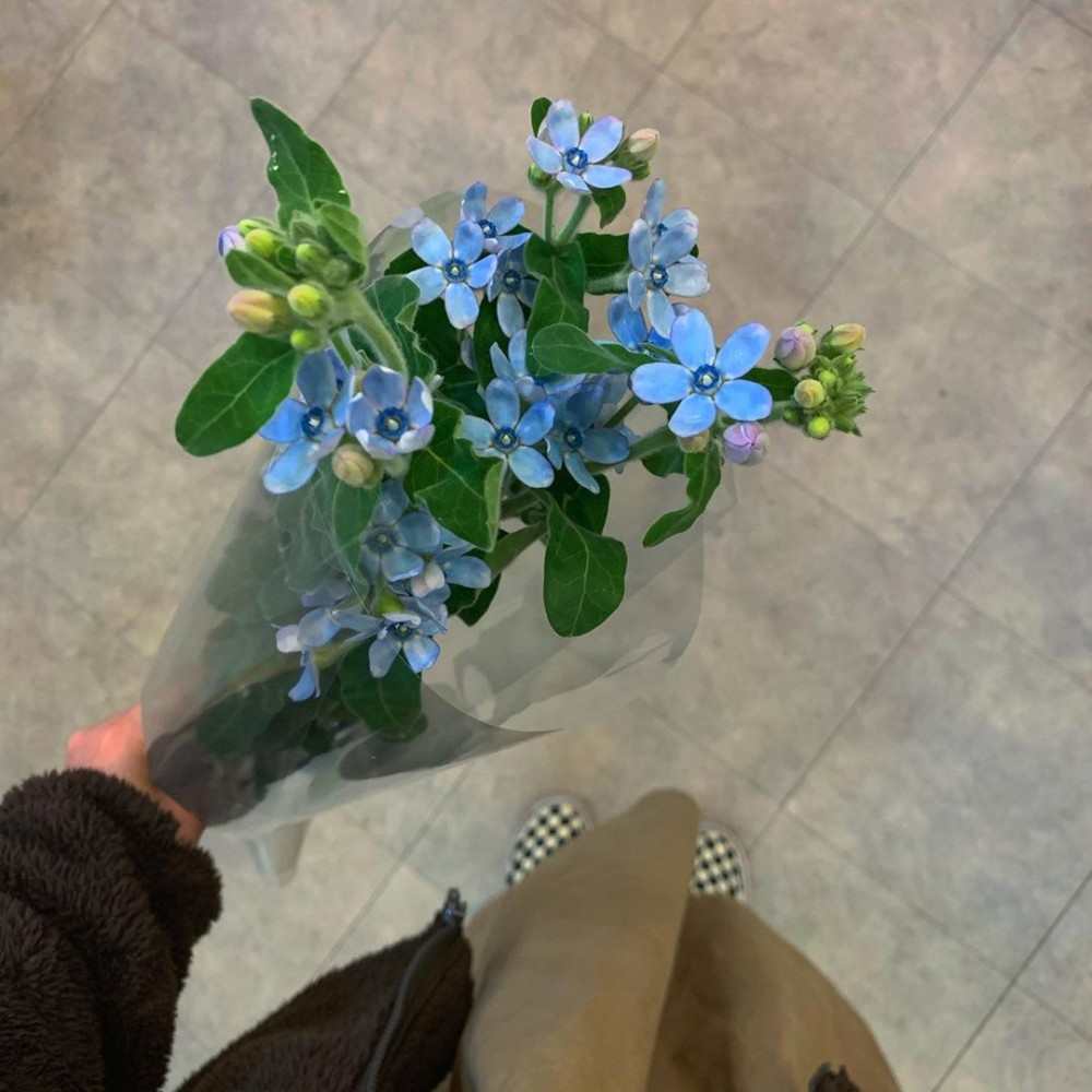 韓國人氣琉璃藍星花仙氣湛藍花蕾配 繁星花瓣浪漫花語叫人心動 Girlstyle 女生日常