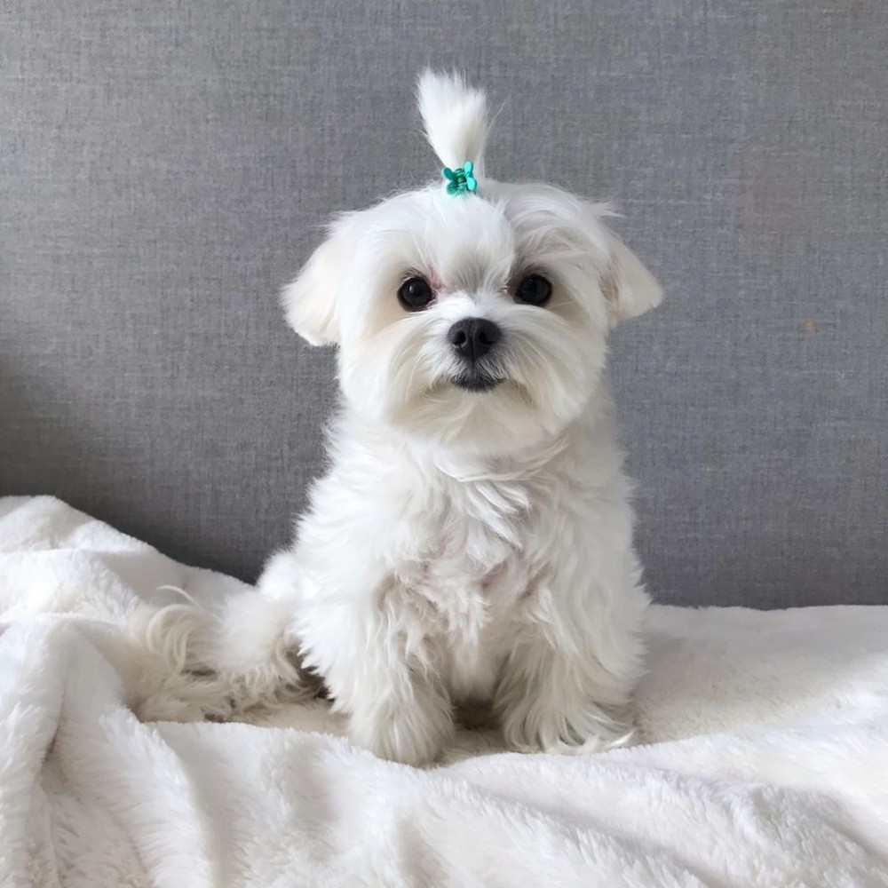 76896105_3297791396958048_5291564615835587397_n