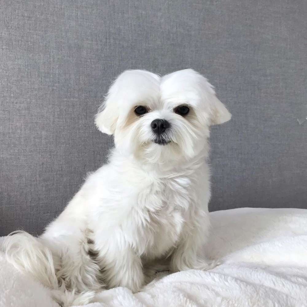 78853746_2499986183603165_5439548753636000117_n