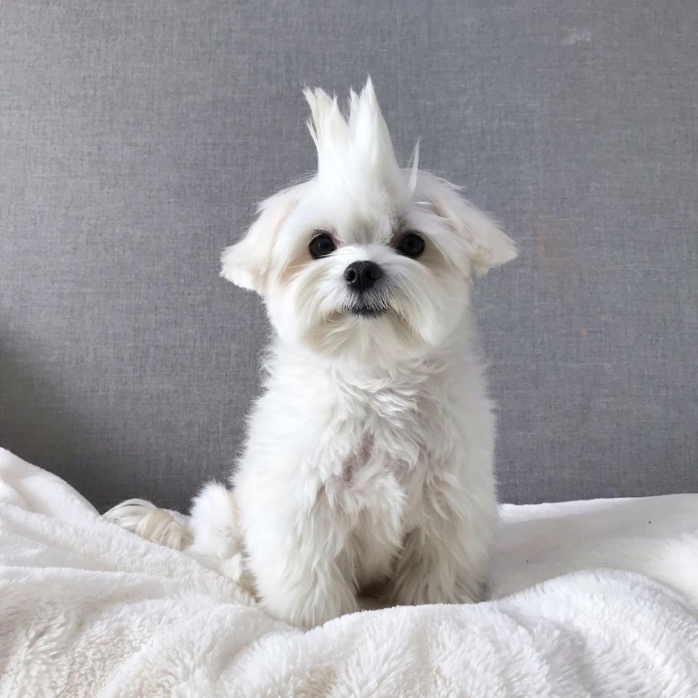 80518214_256536808657870_2442125663039066357_n