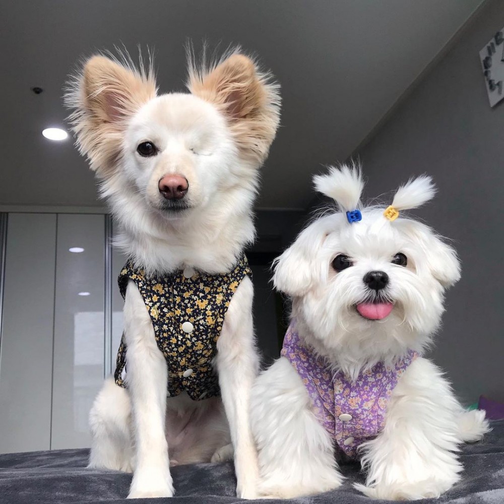 韓國可愛狗狗姊妹花호두랑和마루랑(IG @durangrurang