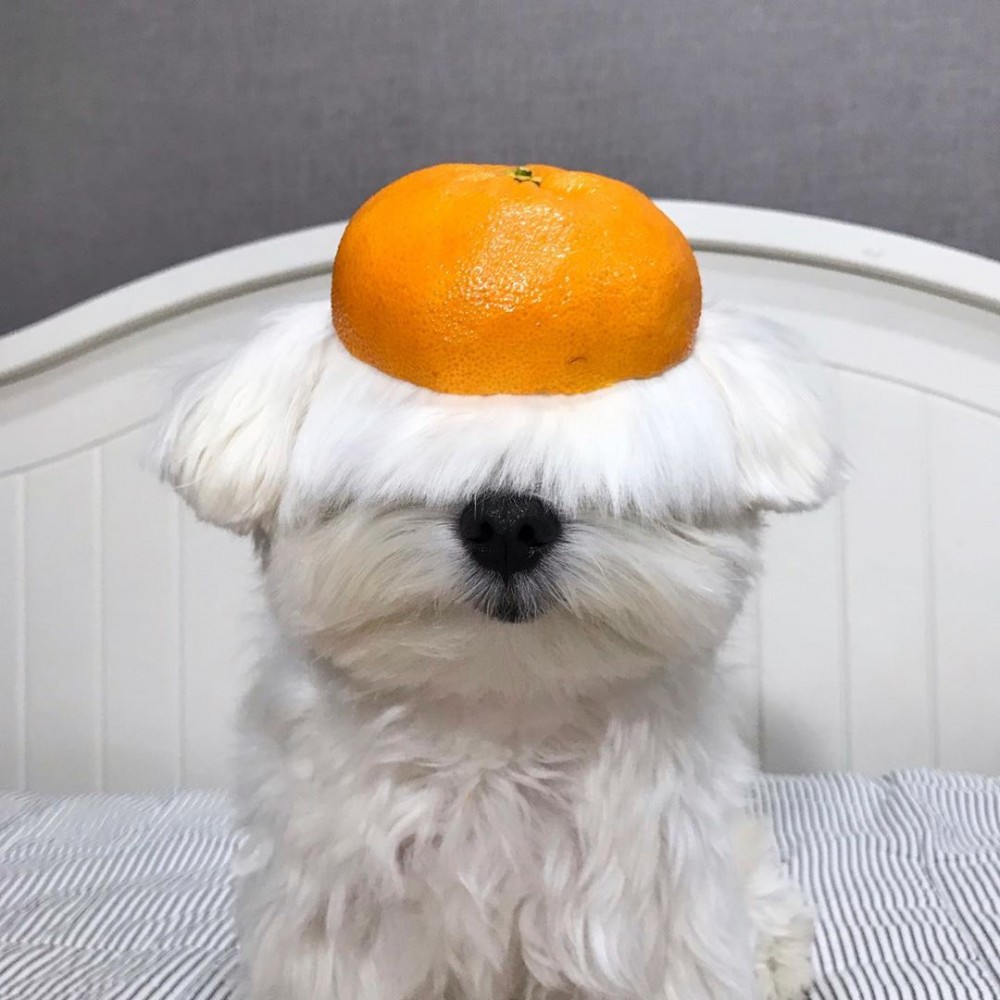 Lisa同款瀏海 韓國齊瀏海摩天使Maruya마루랑