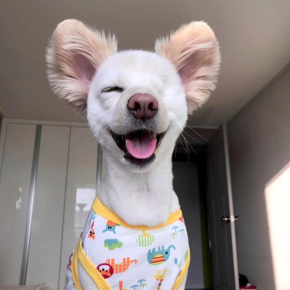 83828757_1535763939915660_6086128130351474991_n