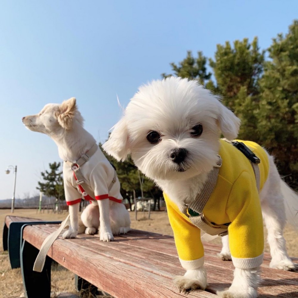 韓國摩天使Maruya마루랑IG@durangrurang