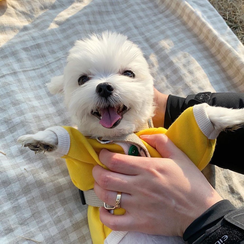 超萌摩天使Maruya마루랑IG@durangrurang