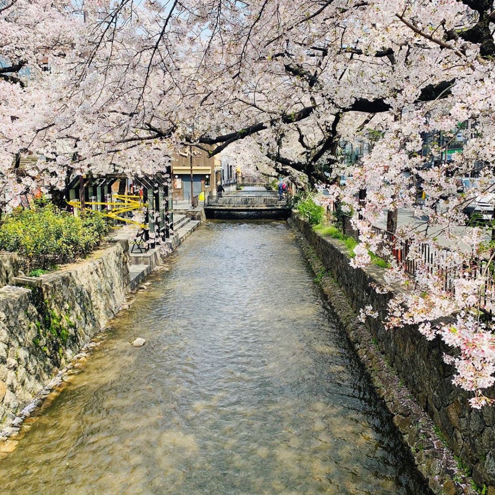 櫻花