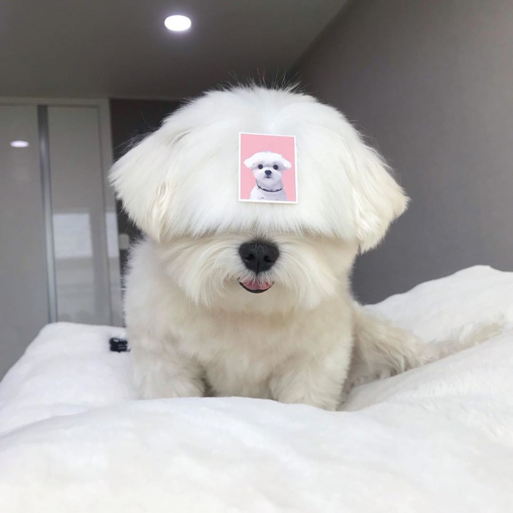 韓國瀏海狗狗Maruya마루랑百變造型