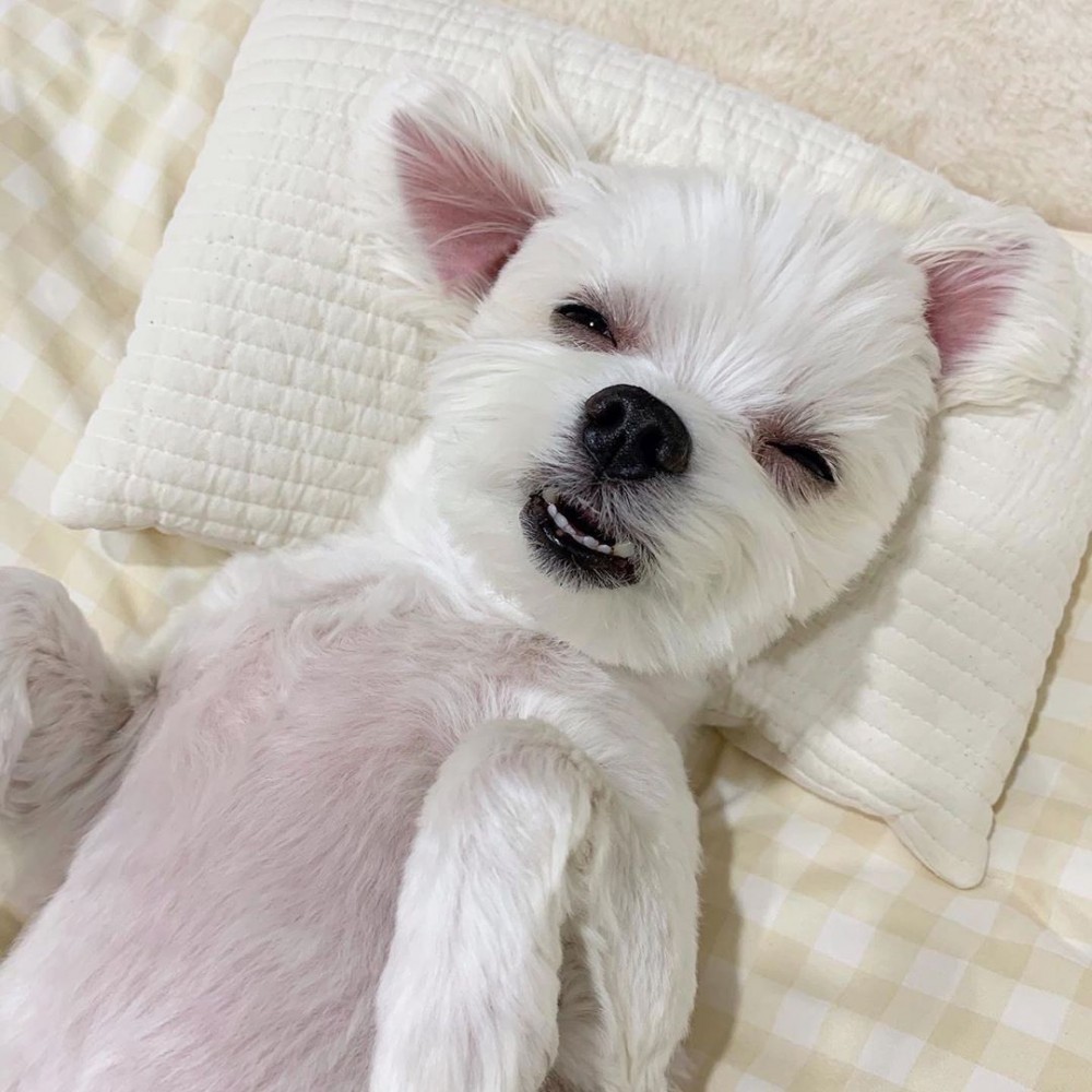 93144927_1588033161345020_1528689178598065402_n