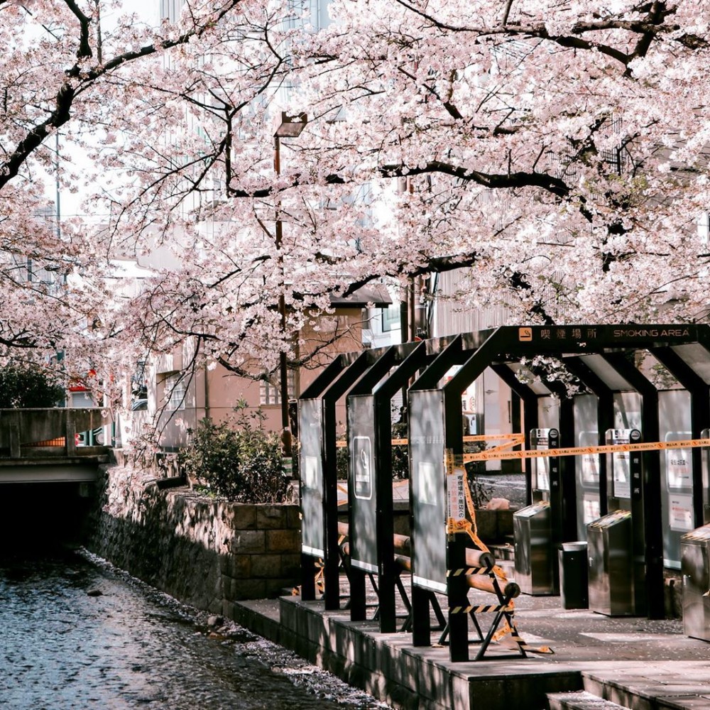 櫻花