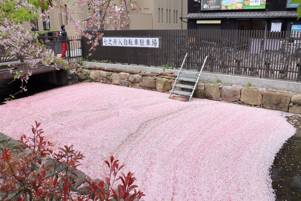 櫻花